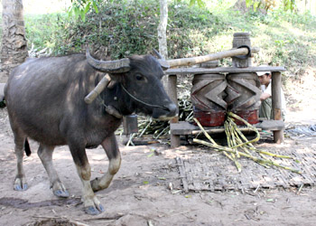 A buffalo, turning a sugar-cane press