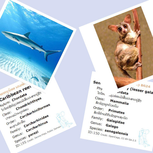 Two sample cards, each showing an animal on one side, and its scientific classification (species, genus, etc) on the bac