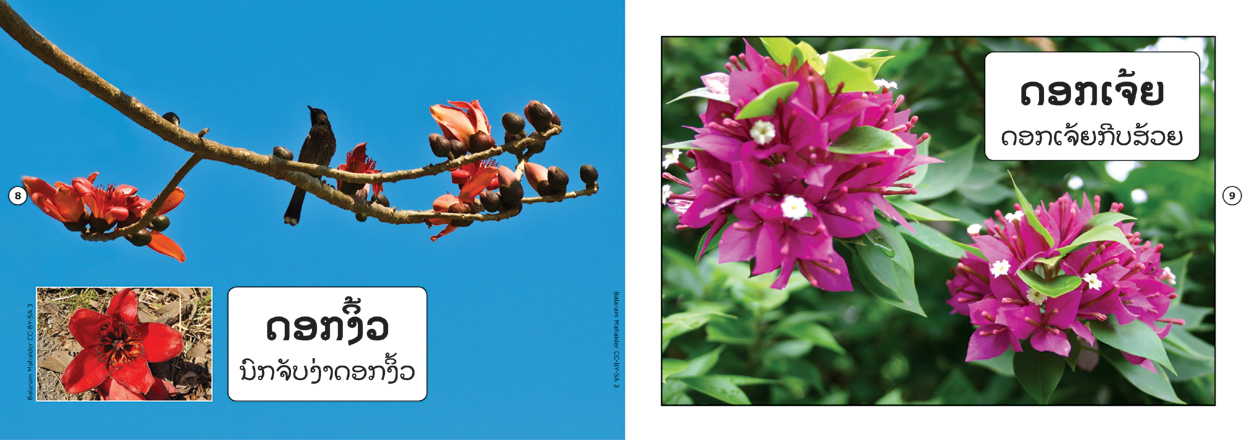 sample pages from Flowers That I Know, published in Laos by Big Brother Mouse